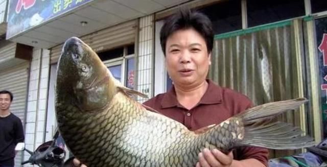 中国|中国“四大鱼”之一，现在几乎没有人吃，为什么人们不吃呢