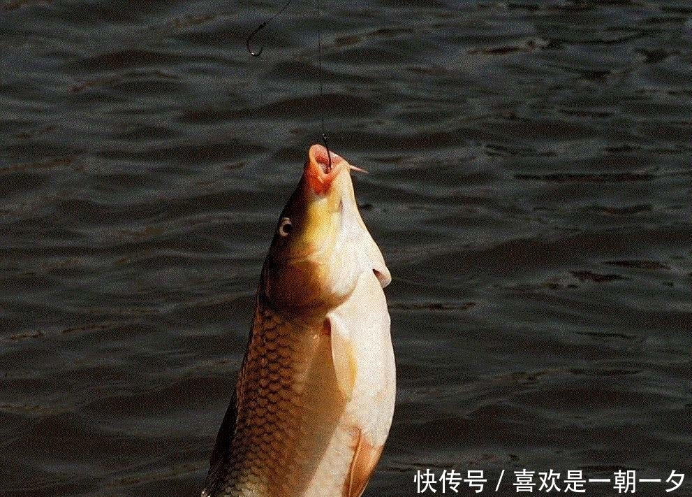 俗称|俗称“淡水鱼王”,曾是高档年货,如今7元无人问津,咋回事?