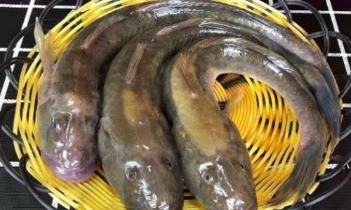 酱香鲶鱼|全身都是宝的鱼,营养比鲫鱼还高,八块钱一斤却很少有人买