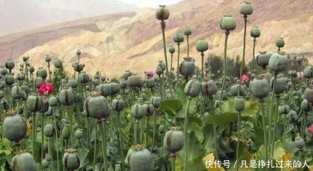 种植罂粟|中国合法种植“罂粟”基地，规模上千亩，猎犬和武警全天看守