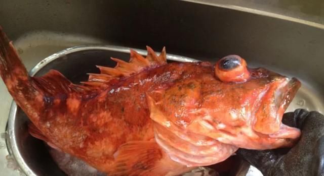 海鲜|世界上65种珍奇海鲜,贝爷都不敢说全部吃过,你吃过几种