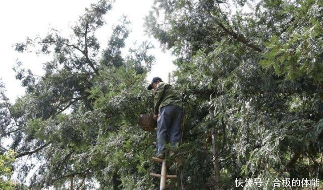 小编|结果三年才会熟,上树采摘才能卖好价钱,被称作“顶级坚果”