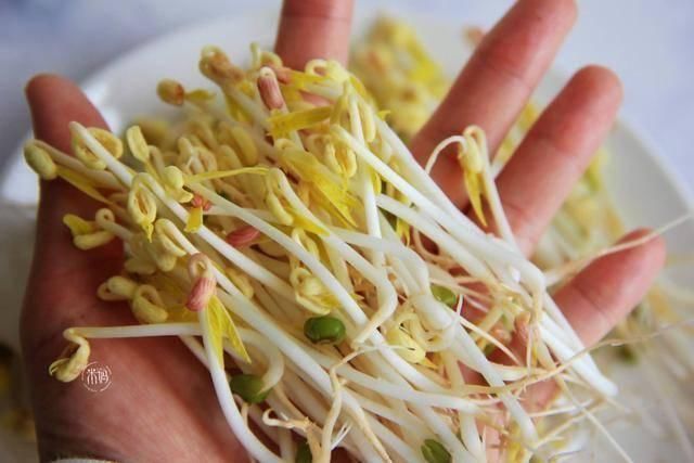 脆嫩|这个发豆芽小秘方,姥姥用了半辈子,又粗壮又脆嫩,3天就能吃