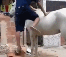 发现|搞笑GIF：发现一个很皮的大象
