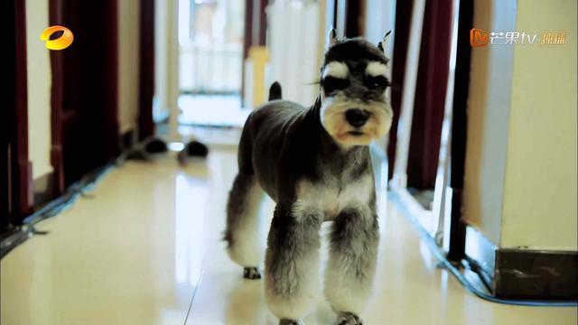  走后门|网传巴菲特是王一博亲狗，走后门出境，卷卷是影帝吗