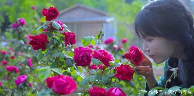 玫瑰花|李子柒又双叒叕“吃花”了,但这次,盛菜的器皿比美食更引人注目