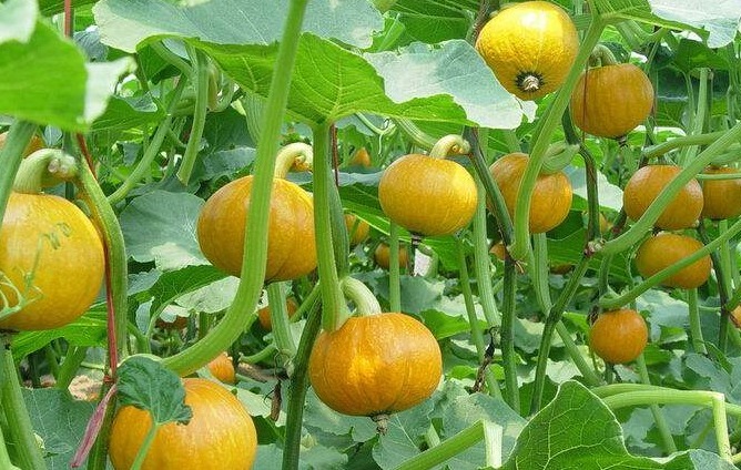  南瓜过敏|南瓜是我们常见的，以下两种人最好不要吃，赶紧来了解一下