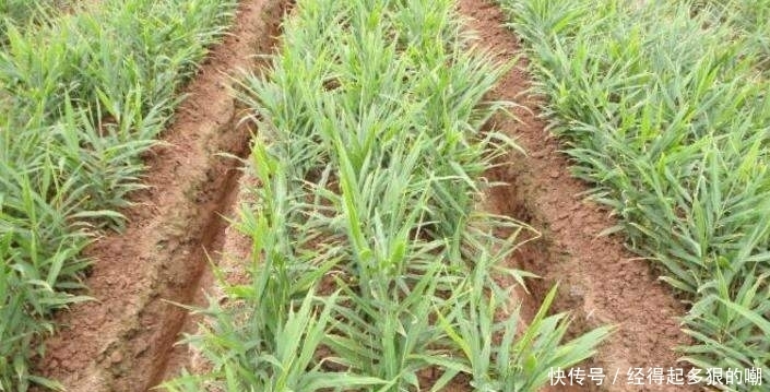 生姜|生姜怎样种植,有哪些技巧?