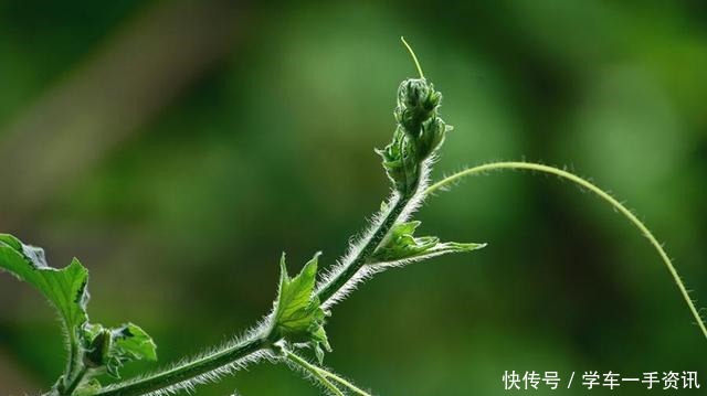 眼下|南瓜藤眼下的爽口菜,不同的人做出了不同的味道