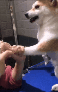 爸妈|搞笑GIF:爸妈说的生二胎很好玩,别说,还真的是