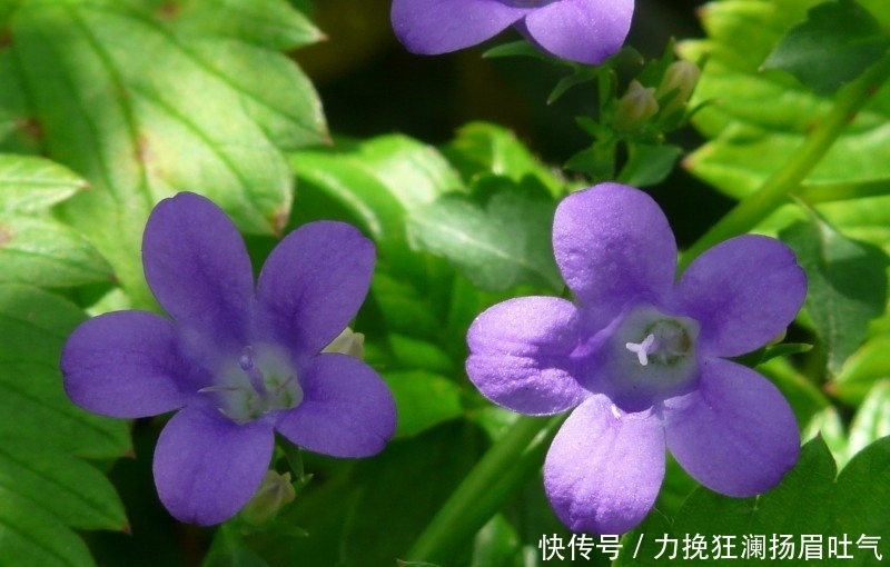 生肖|9月开始财运上佳，得贵人支持，日子顺心如意的四大生肖