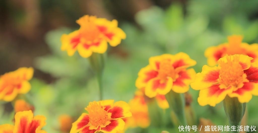  成就一番|最大气的3星座，有远见，有眼光，深谋远虑，能成大事