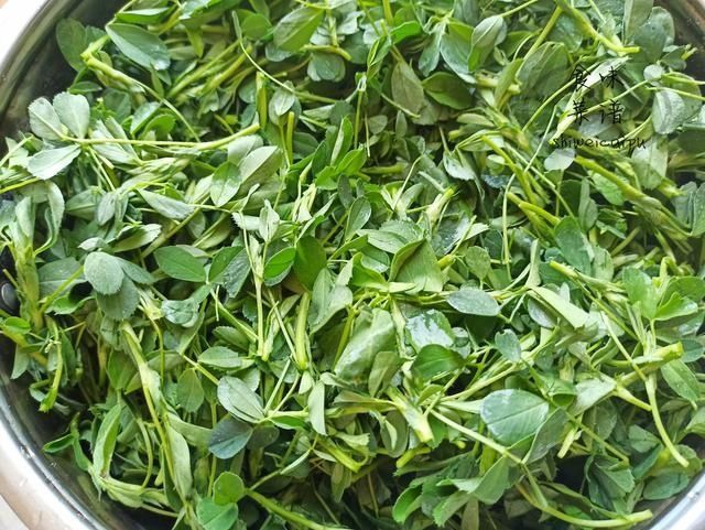 春天|春天碰到这野菜别犹豫,我一买就是20斤,营养价值高,常吃身体好