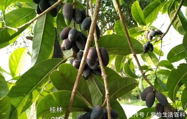  公路|公路旁的桂花树籽，这样开发利用，无需花钱也能创收益