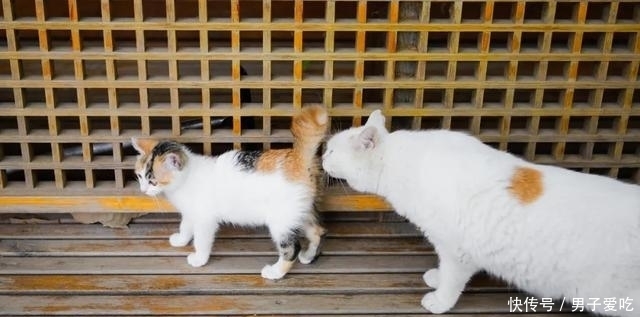  前来|观复猫天团上新，米麒麟前来报道啦