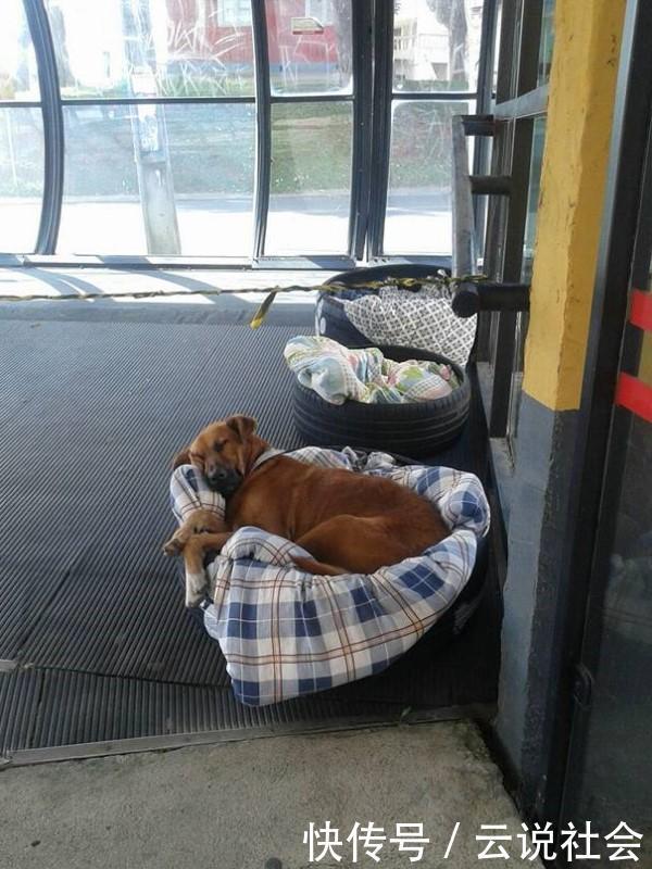  改造|车站员工“挪用”轮胎，配搭毯子改造成流浪狗安乐窝，路人点赞