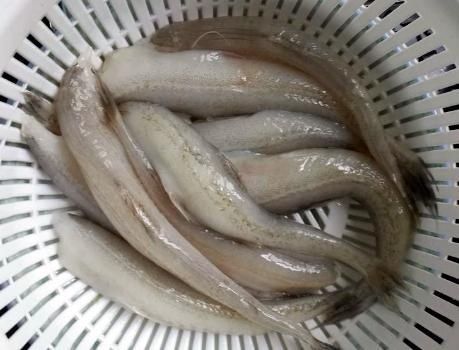 正值|立秋前后,此鱼正值上市,遇到我从不手软,健脾益气营养高还味美