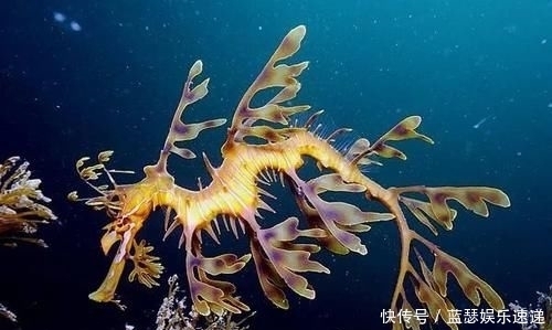 博氏孔鲬|海洋“假面舞会”开场!顶级“伪装大师”就是它!