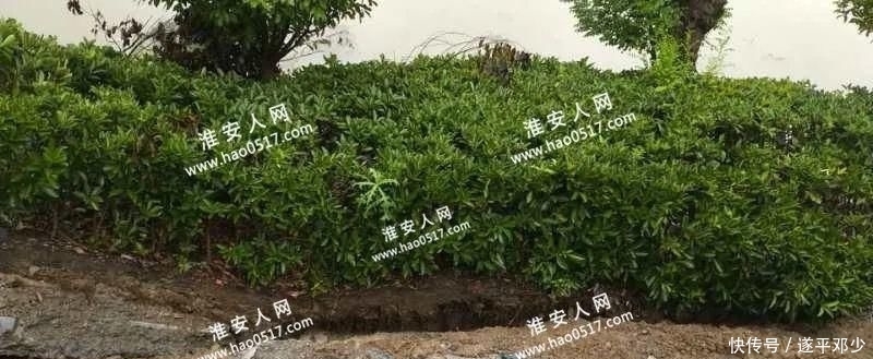  塌陷|【头条】古枚里路段塌陷，相关部门应急，近期封闭通行！