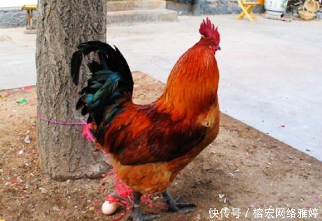 甘茂|秦始皇要吃公鸡下的蛋,十二岁少年一句话怼的秦始皇无话可说。