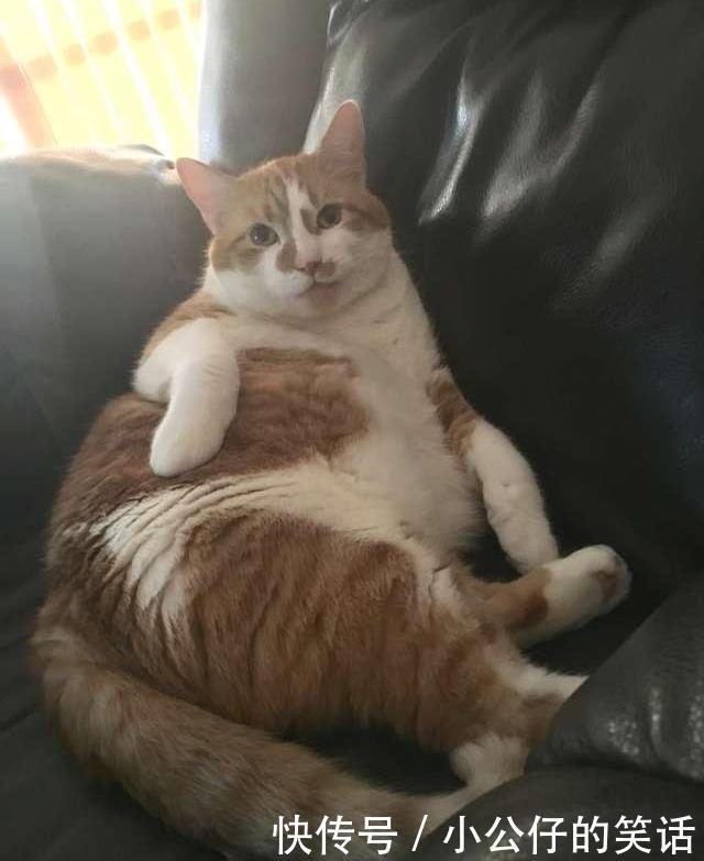 怒贴|猫咪太胖偷跑被发现,趴窗边卖萌求开门,主人怒贴告示:别被骗了