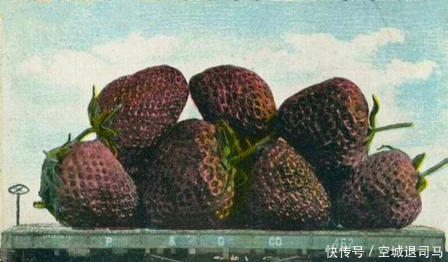  母鸡|原来美国历史上也发生过“大跃进”，母鸡可以拉车，兔子比熊还大