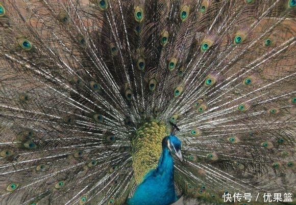 鸡蛋|小伙随手捡回“野鸡蛋”, 孵化长大后美了