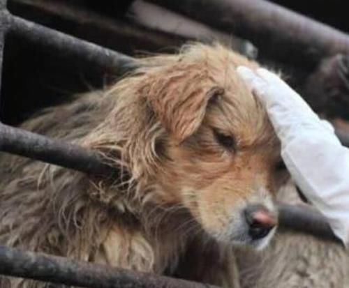 回来|网友从屠宰场救出金毛，回来后一直叼着碗不放，背后原因让他泪崩