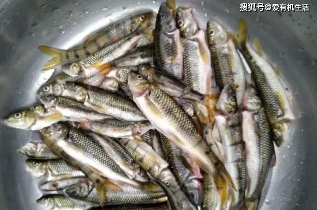 红烧|农村这种鱼，一般生长在水流清澈的小溪里，咬钩凶猛，红烧之后鲜香不腥