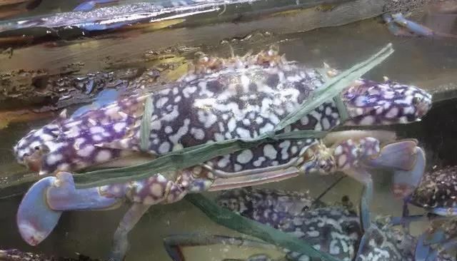 海鲜|世界上65种珍奇海鲜,贝爷都不敢说全部吃过,你吃过几种