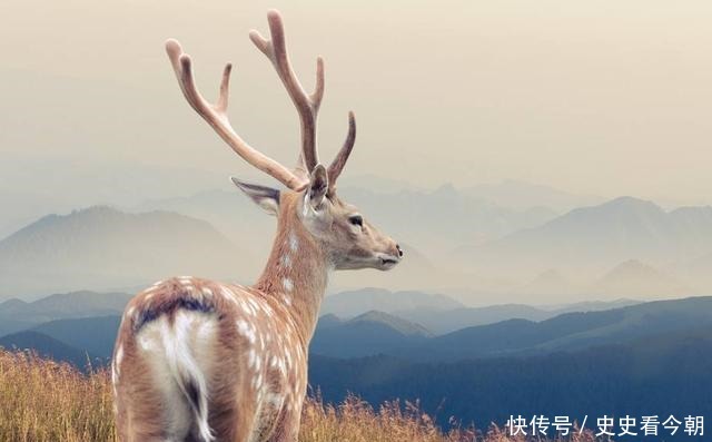  青睐|故宫一把破木椅，为何会得到乾隆的青睐专家有奇特的点穴功能