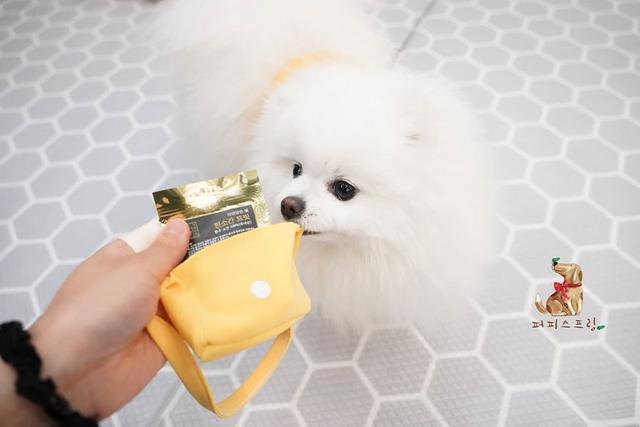 老师|幼儿园发了小背包,狗狗一直叼着不肯放,里面究竟装着什么?