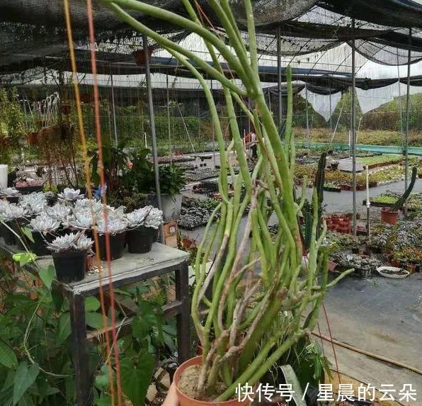 光棍|光棍树长得太高该怎么剪学会2个小动作,个个都能随意凹造型!