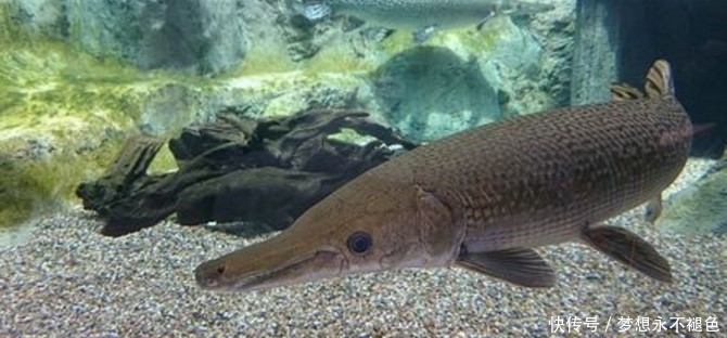 终于|亚洲鲤鱼泛滥成灾,黄鳝原来是它们的克星,这下终于解决烦恼了