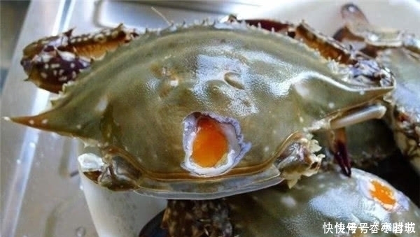海鲜市场|在韩国买螃蟹,螃蟹不在水里,而是埋在木头里,这是什么原因呢