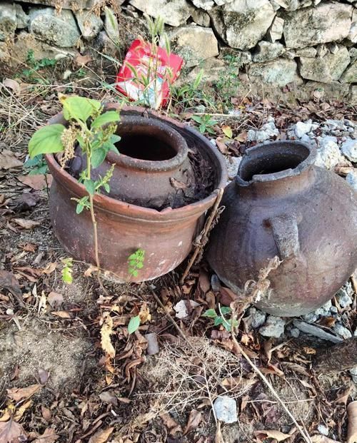 个个|他用菜坛子养多肉,1分不花又好看,个个壮得像白菜