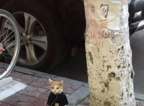 女孩|猫咪“遭虐待”被拴在树下，女孩上前解救，看到纸条默默离开了