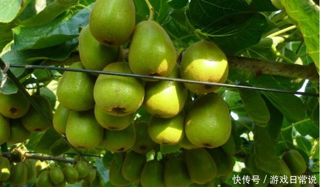 猕猴桃的时|买猕猴桃时,挑尖的还是挑圆的种植户教你3招,个个香甜