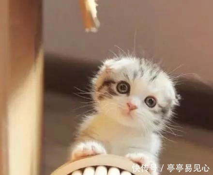 悄悄|悄悄跟你说:小短腿除了可爱,捡钱速度也更快