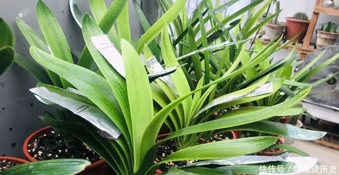 环境|养半年的君子兰盆栽,最近叶片越来越黄,可以直接换盆吗?
