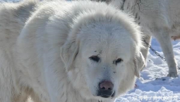 中国|比藏獒还“凶猛”的中国本土狗, 身具狼的血统, 如今却遭人嫌弃濒临灭绝!