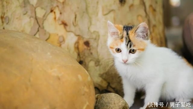  前来|观复猫天团上新，米麒麟前来报道啦