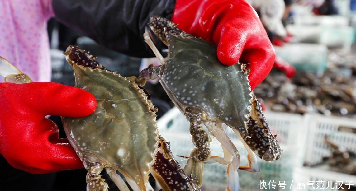选购|8月,这5种应季海鲜别错过,教你选购技巧,保证挑的又鲜又肥美
