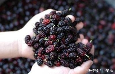 肾脏|桑葚好吃，却不能乱吃，吃桑葚有1大“禁忌”，别怪我没提醒你