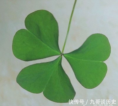 面包|幸运星四叶草面包