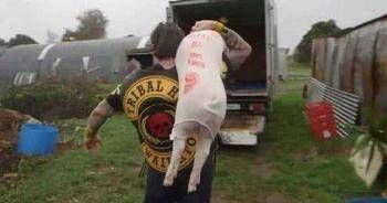 警察|这个黑帮不打架不抢劫，甚至联合警察驱逐毒贩