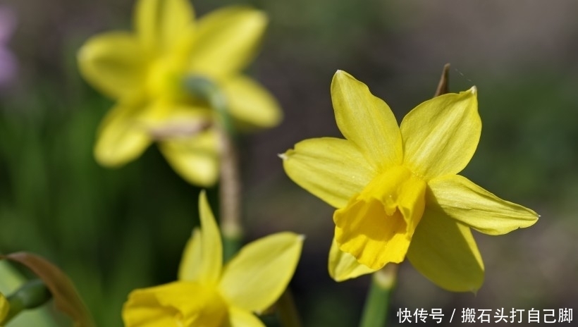  相随|9月桃花绚烂，将和和美美到白头，真爱到老永相随的四大生肖！