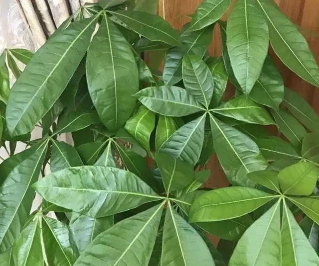发光|给发财树喷一点小玩意,叶子翠绿发光,新芽新枝条蹭蹭冒!