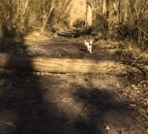 妹子|搞笑GIF:这妹子的功力太深了,还是别当她的陪练了