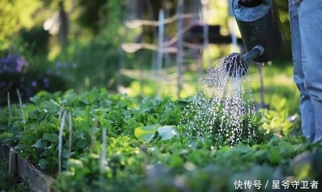 还要|在家种个菜都这么美，还要什么花园？